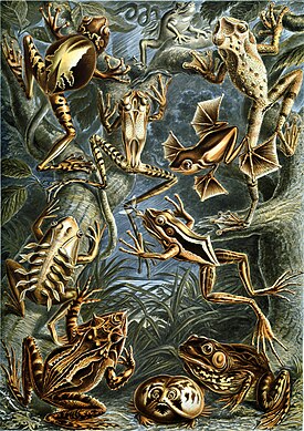 Haeckel Batrachia.jpg