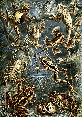 Frogs, by Ernst Haeckel