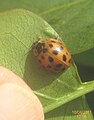 Harlequin ladybird (RL) (5636999659).jpg