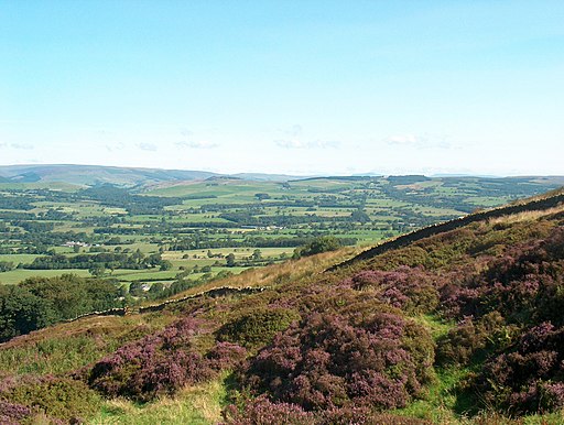 Heathery hillside on Jeffrey Hill - geograph.org.uk - 1713121