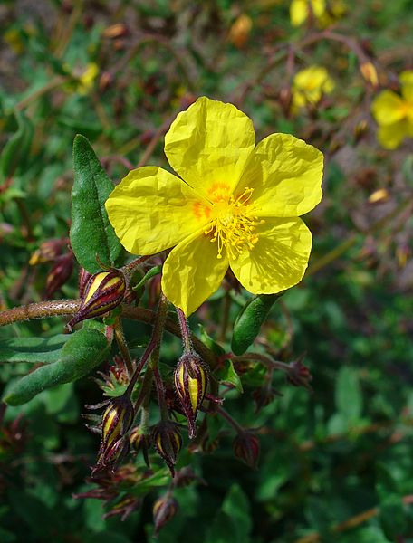 File:Helianthemum linii 02.JPG