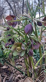 Helleborus torquatus, syn. Helleborus serbicus