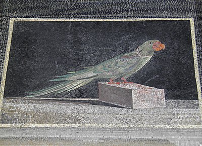 Detail of a Hellenistic mosaic floor panel showing an Alexandrine parakeet, from the acropolis of Pergamon (near modern Bergama, Turkey), dated to the middle of the 2nd century BC (during the reigns of Eumenes II and Attalus II)