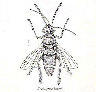 <i>Hemidiptera</i> Genus of true bugs