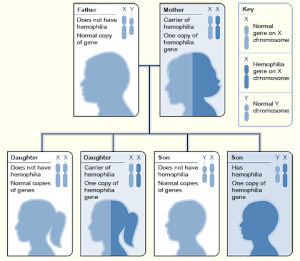 Genetic transmission of hemophilia