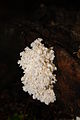 Hericium coralloides