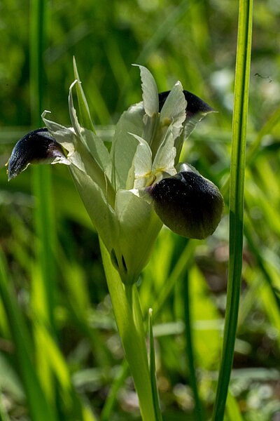 File:Hermodactylus tuberosus, Crete 02(js).jpg