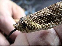 Western hognose snake specimen being held by a human Heterodon nasicus2.jpg