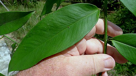 Heteropsis oblongifolia
