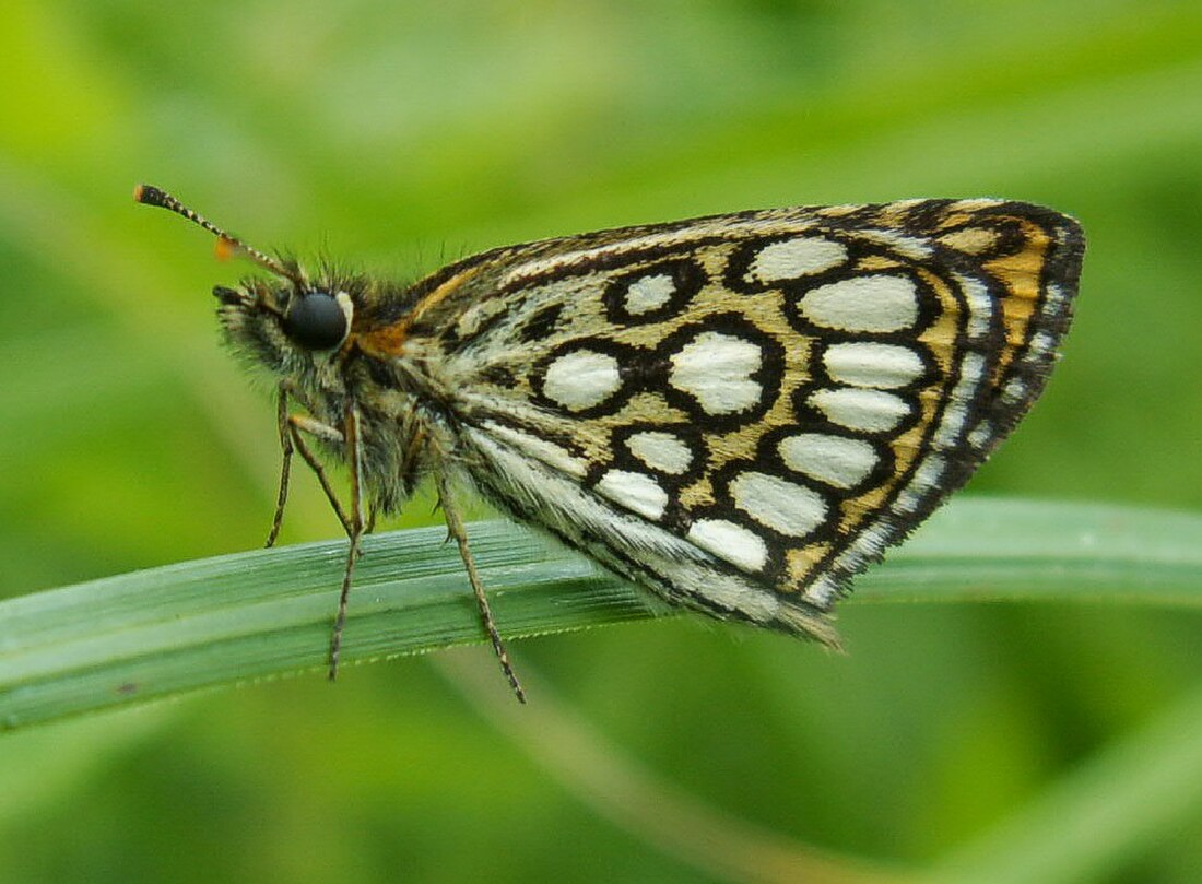 Heteropterinae