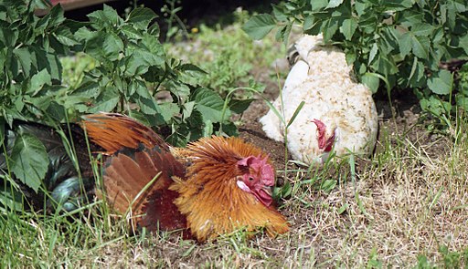 Haushühner beim Sandbad