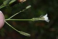 Hieracium albiflorum