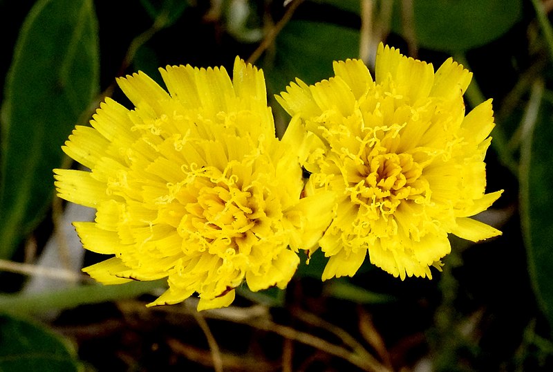 File:Hieracium pilosella L. (8067200137).jpg