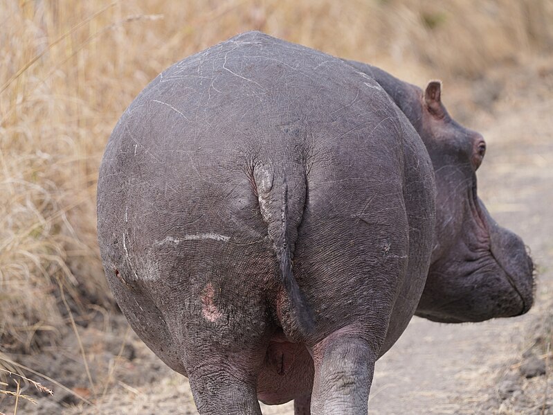 File:Hippo Rear Kafue Zambia Jul23 A7R 05459.jpg