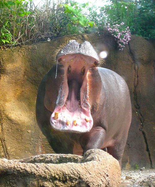 File:Hippopotamus at the St. Louis Zoo.jpg