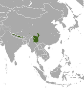 Hodgsons's Brown-toothed Shrew area.png