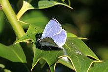 Holly blue (Celastrina argiolus) male.jpg