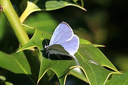 Holly blue (Celastrina argiolus) male.jpg