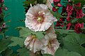 Alcea also known as Hollyhock from Lalbagh Garden, Bangalore, INDIA during the Annual flower show in August 2011.