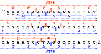 Tandem out-of-phase overlap of the human mitochondrial genes ATP8 (+1 frame, in red) and ATP6 (+3 frame, in blue) Homo sapiens-mtDNA~NC 012920-ATP8+ATP6 Overlap.svg