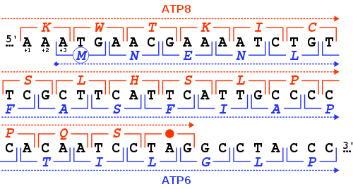 The 46-nucleotide overlap in the reading frames of the human mitochondrial genes MT-ATP6 and MT-ATP8. For each nucleotide triplet (square brackets), the corresponding amino acid is given (one-letter code), either in the +3 frame for MT-ATP6 (in blue) or in the +1 frame for MT-ATP8 (in red). Homo sapiens-mtDNA~NC 012920-ATP8+ATP6 Overlap.svg