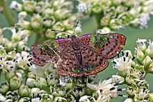 Honduras metalmark (Caria rhacotis) male.jpg