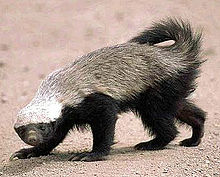 The honey badger is reverse countershaded, a form of aposematism (warning coloration). Honey badger.jpg