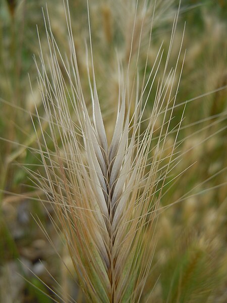 File:Hordeum leporinum (6243598057).jpg