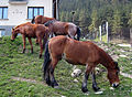 Horses1.jpg