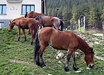 Vignette pour Stara Planina (cheval)