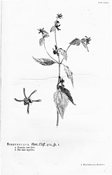 Hortus Cliffortianus (TAB- XXIII) BHL397191.jpg
