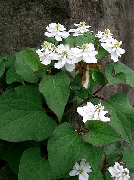 File:Houttuynia cordata2.jpg