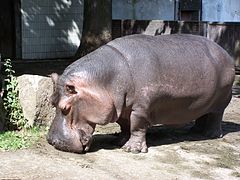 Hippopotame (Hippopotamus amphibius, Hippopotamidae)