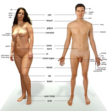 File:Human anatomy tr.jpg