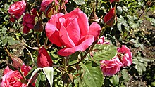 Hybrid Tea - Elektron 5 (cr).JPG