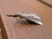 Hypena labatalis1.jpg