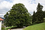 Rotbuche (Fagus sylvatica)