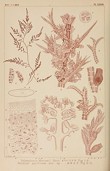 Иконы из японских водорослей (табл. CXXVII) (8006310599) .jpg