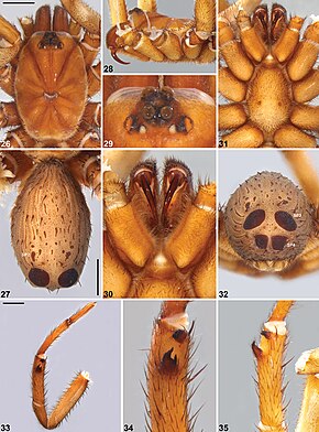 Descrierea imaginii Idiosoma nigrum (10.3897-zookeys.756.24397) Figurile 26–35.jpg.