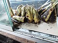 Ikan bolu ‎