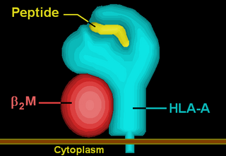 <span class="mw-page-title-main">HLA-A33</span> Human leukocyte antigen serotype