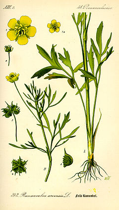 Illustration Ranunculus arvensis0.jpg