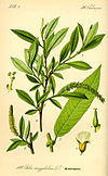 Illustration Salix triandra0.jpg