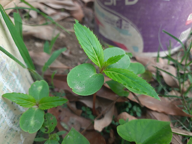 File:Impatiens balsamina saplings.jpg