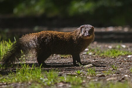 Tập_tin:Indian_Brown_Mongoose.jpg