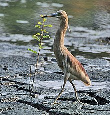 Indian heron - Wikipedia