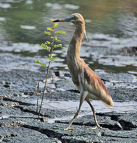 ไฟล์:Indian_Pond_Heron_(Ardeola_grayii)_in_Breeding_plumage_walking_cautiously_in_Kolkata_I_IMG_7936.jpg