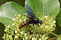 * Nomination scoliid wasp --Vengolis 02:08, 24 August 2015 (UTC) * Promotion Good quality. --Johann Jaritz 02:11, 24 August 2015 (UTC)