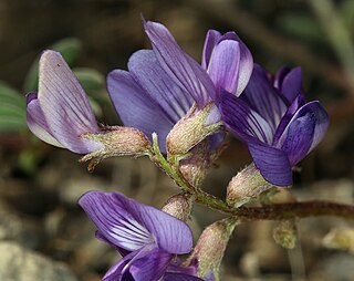 <i>Astragalus inyoensis</i> Species of legume