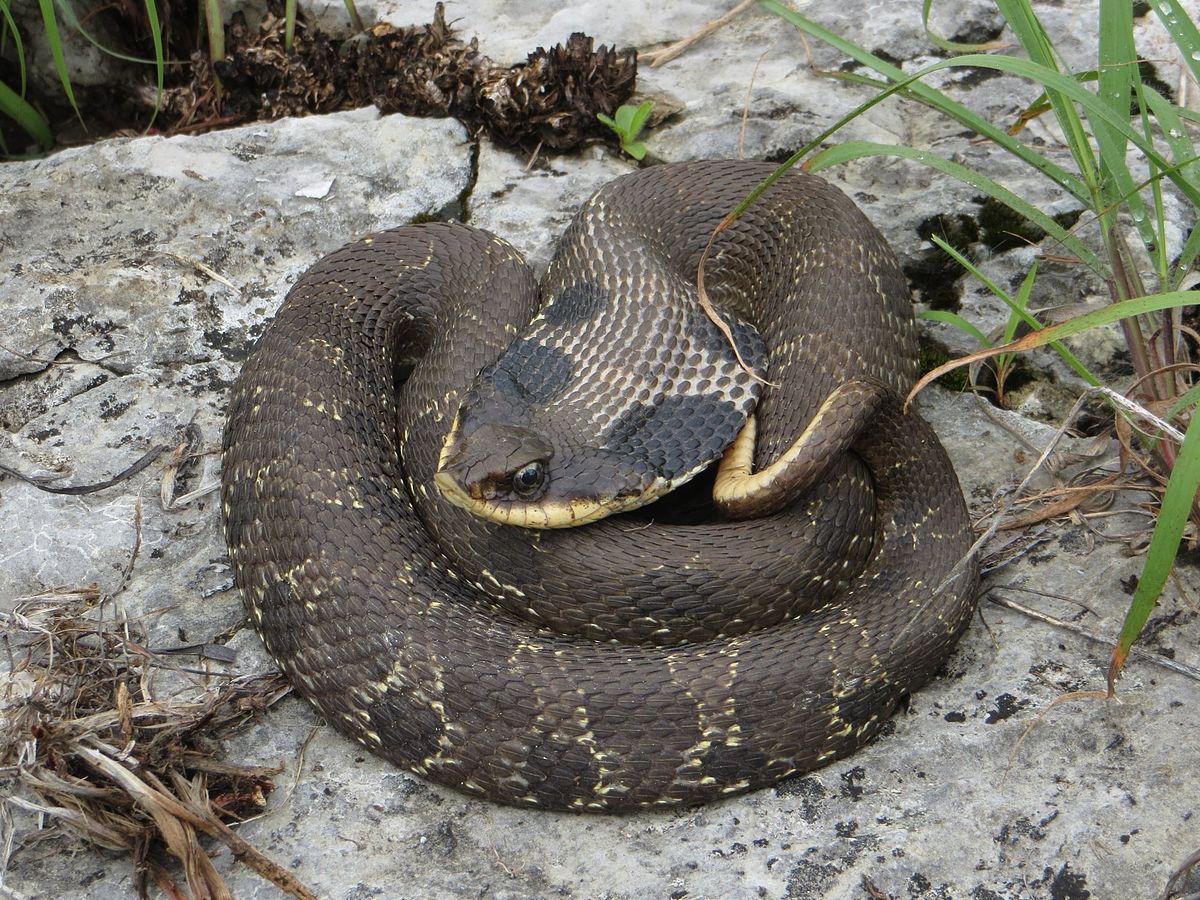 Eastern hognose snake - Wikipedia